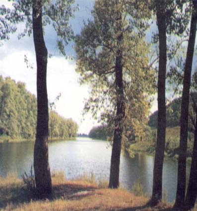 Река Самара на фоне леса